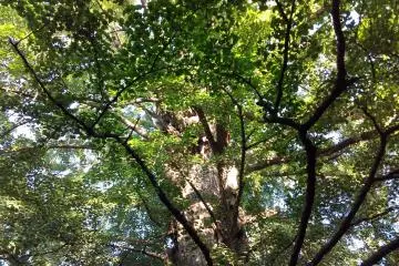 The giant 600-year old gingko tree