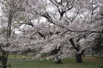 Gorgeous sakura in Koganei park