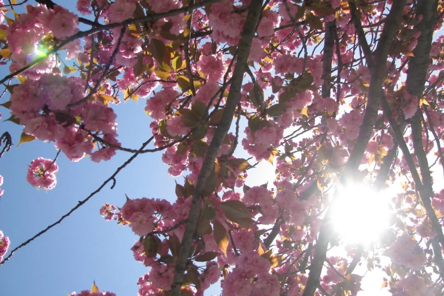 Sakura are just wonderful!
