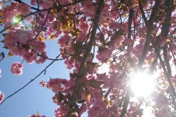 Sakura are just wonderful!