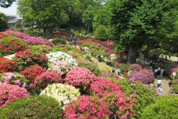Azalea festival at Nezu Jinja, Tokyo