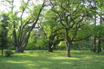 Nice lawns under the trees