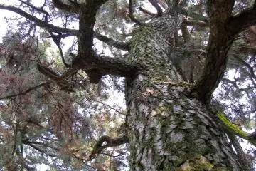 A huge tree