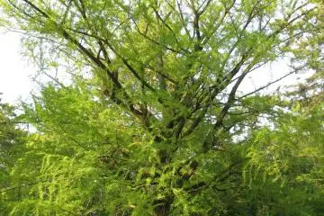 Gingko tree