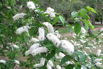 Familiar bird cherry