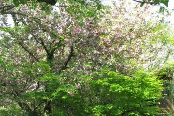 The walk beneath the trees is wonderful...