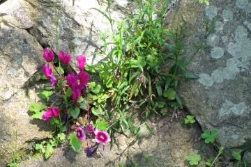 Flowers growing from stones