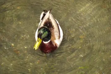 A local duck