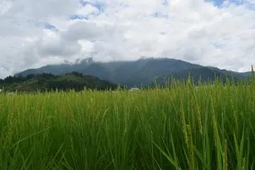 The Uonuma area is famous for rice and sake