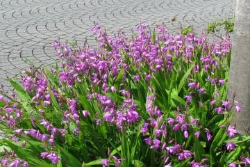 Flower beds are everywhere