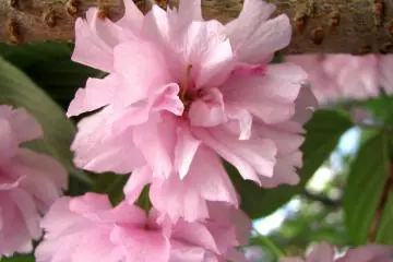 Late sakura