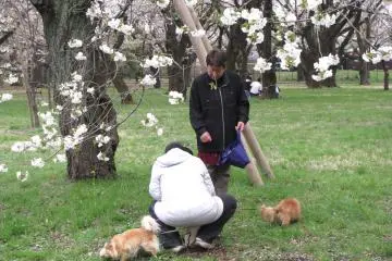 Many people walked their dogs