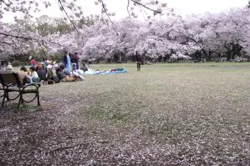 Koganei Park is very spacious. Picnics under sakura