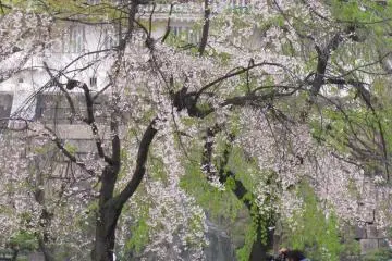 Blooming sakura always attract attention
