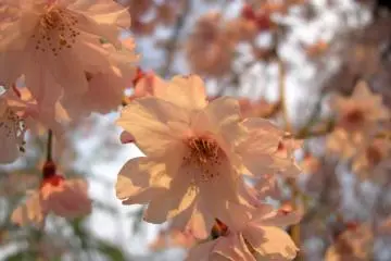Wonderful flowers!