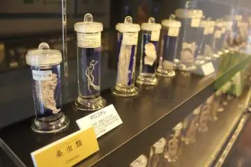 Creepies from the Meguro Parasitological Museum 