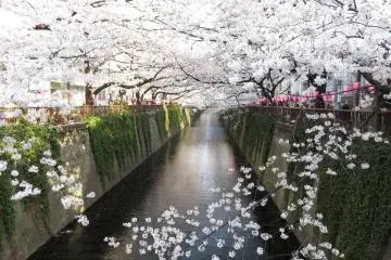 Cherry blossoms along Meguro River (Photo: <a href="https://commons.m.wikimedia.org/wiki/File:Meguro_River_Spring_2014(1).jpg" target="_blank" rel="noreferrer noopener nofollow">Aw1805</a>)