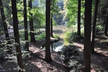 The natural world of Rinshi no Mori