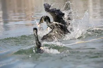 Tethered by rope, cormorant scoop up the sweetfish (Photo: Inuyama City)