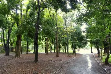 Greenery of the park