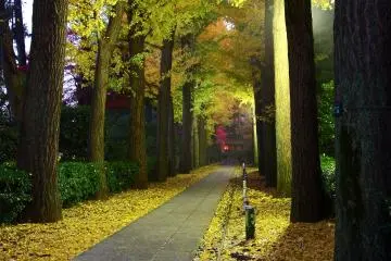Evening lights at Otaguro Park