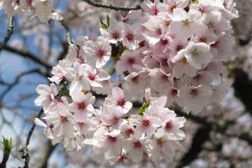 Sakura flowers