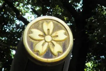 Sakura image in Omiya Shrine