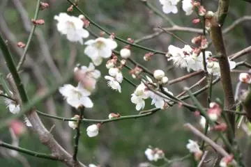 Ume or plum flower represents courage