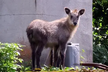 Antilope sauvage habituée aux pèlerins - Oiwa-san Nisseki-ji.