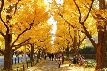 Meiji Jingu Gaien during autumn, right by Niko Niko Park