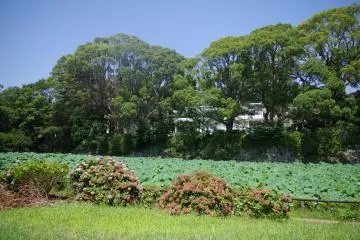 The water lily pond outside the castle wall is a pleasant place to stroll.