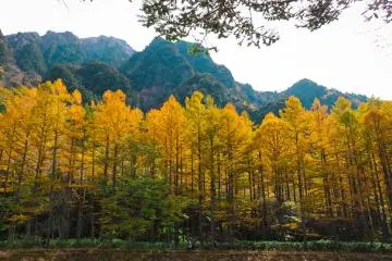 ทางเดินสายธรรมชาติที่อยู่ท่ามกลางใบไม้สีเหลือง