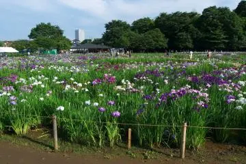 Kitayama Park, Higashimurayama City (Photo: <a href="https://commons.wikimedia.org/wiki/File:Kitayama_Park_Iris_Garden.jpg" target="_blank" rel="noreferrer noopener nofollow">Yasu</a> / <a href="https://creativecommons.org/licenses/by-sa/3.0/deed.en" target="_blank" rel="noreferrer noopener nofollow">CC BY-SA 3.0</a>)