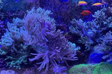 Joetsu Aquarium Umigatari