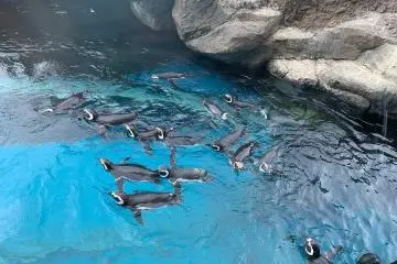 The penguins are popular