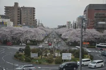 Daigaku-dori University Street, Kunitachi City