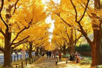 Photo: <a href="https://commons.wikimedia.org/wiki/File:Jingu_Gaien_Ginkgo_Street_in_Autumn_5.jpg" target="_blank" rel="noreferrer noopener nofollow">Kakidai</a> / <a href="https://creativecommons.org/licenses/by-sa/4.0/deed.en" target="_blank" rel="noreferrer noopener nofollow">CC BY-SA 4.0</a>