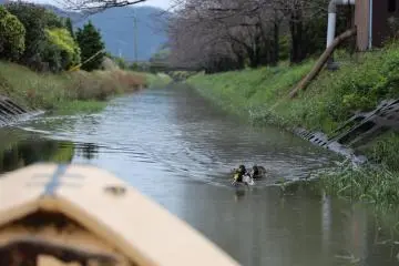 Les croisières Omi-Hachiman peuvent être appréciées toute l'année et sont particulièrement animées pendant la saison des cerisiers en fleurs