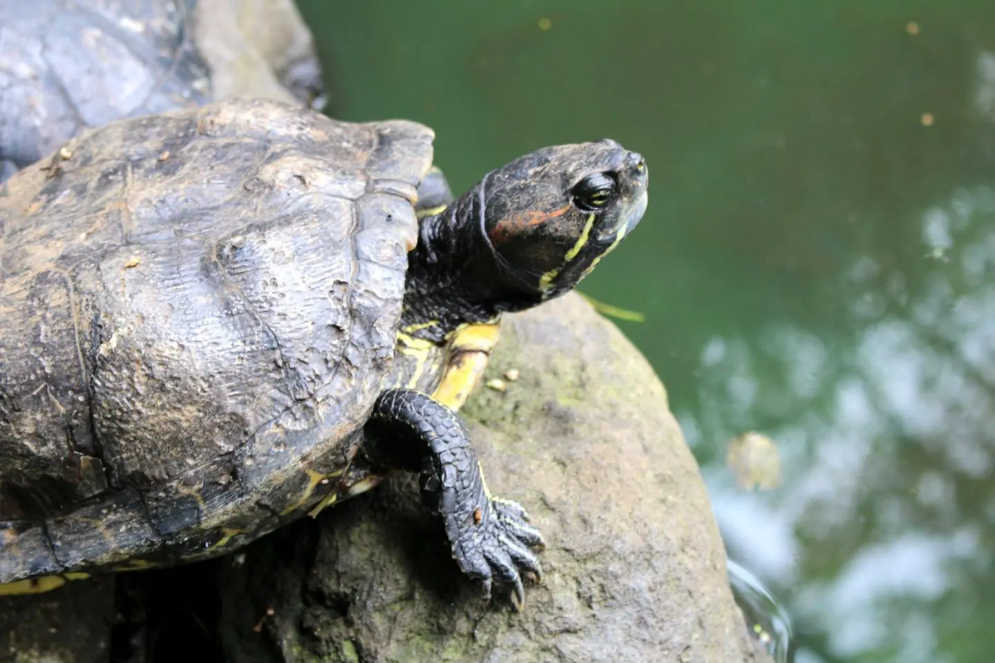 Kame Or Turtle