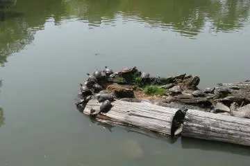 Kame in Nara Park