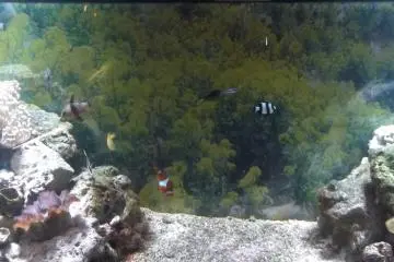<p>The tanks house lots of different kinds of fish</p>