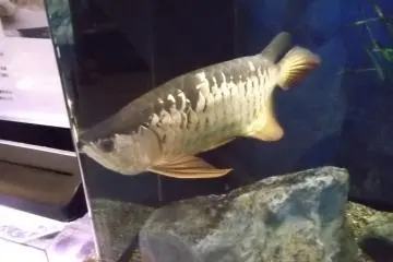 <p>My note says "Fat fish" (All the labels are in Japanese.)</p>
