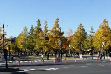 Ginko tree leaves around the palace are turning yellow