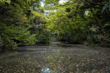 Water bird pond, also home to many turtles!