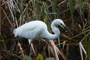 A Kosagi or Little Japanese Egret