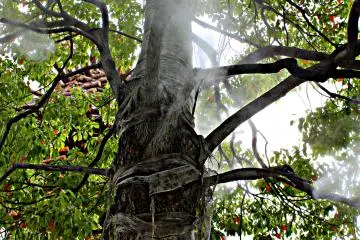 Due to the scorching heat of the 2013 summer, there were water sprays attached to the branches of the ornamental trees that dotted the Kofu Station.