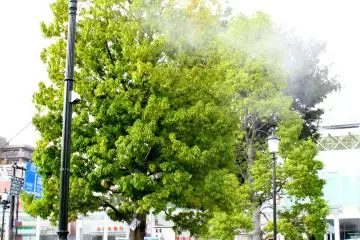 The water spray attached in each tree gives a cool and refreshing feeling to travelers amidst the extreme afternoon heat.