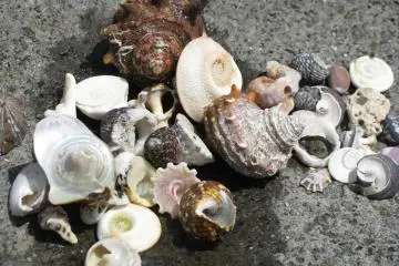 Shells that I collected