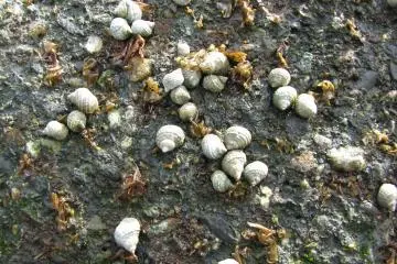 Small marine life
