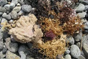 Some more marine life